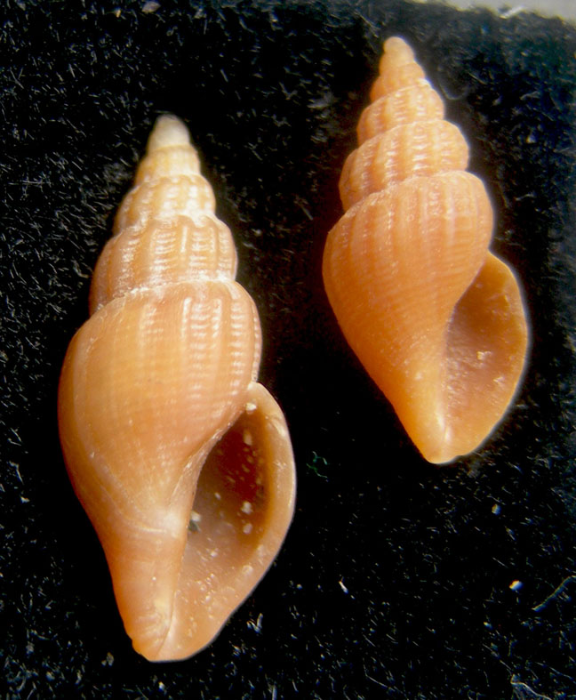 oenopota rufa